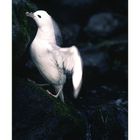 Fulmar