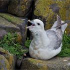 Fulmar