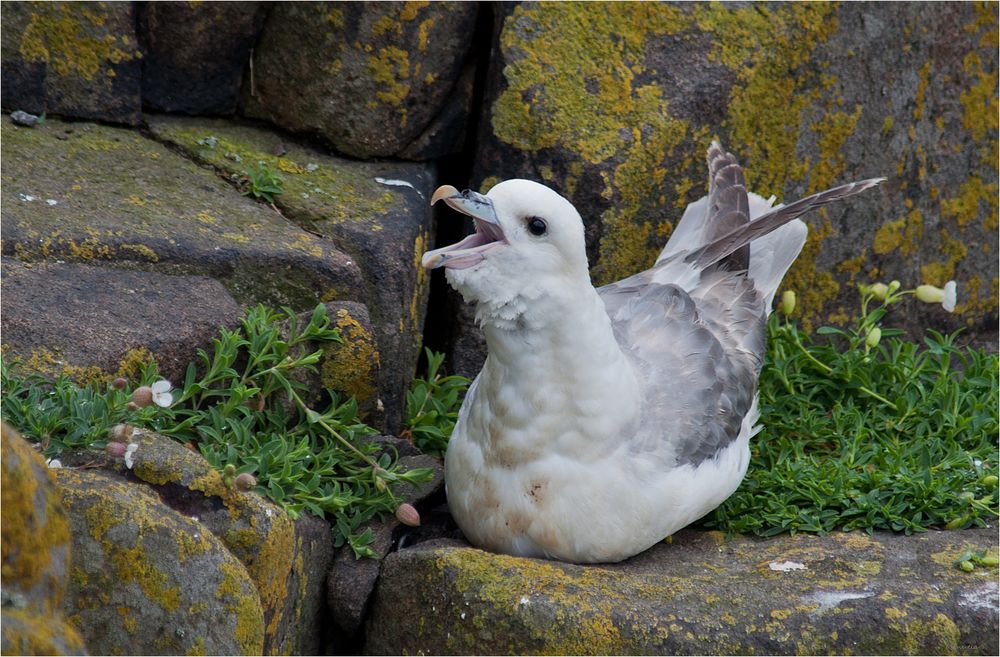 Fulmar