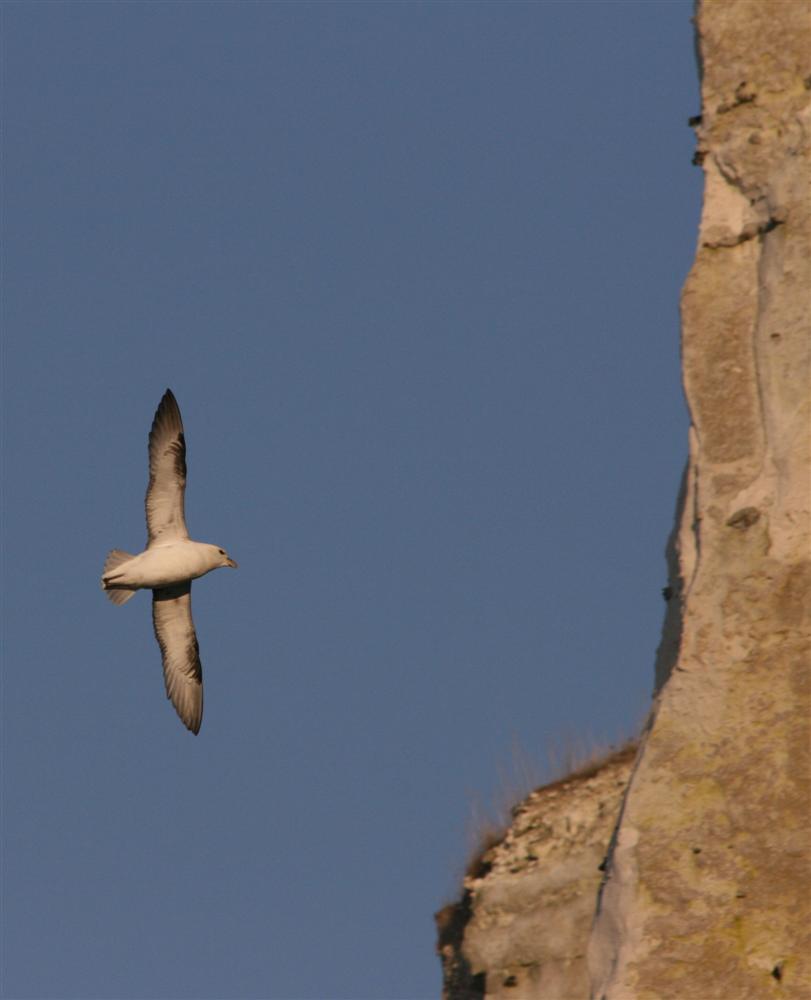 Fulmar Boréal