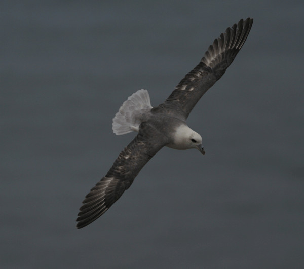 Fulmar Boréal