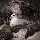 Fulmar