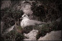 Fulmar