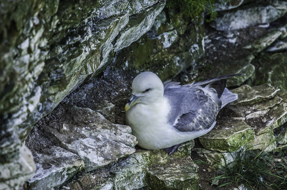 Fulmar.