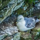 Fulmar.