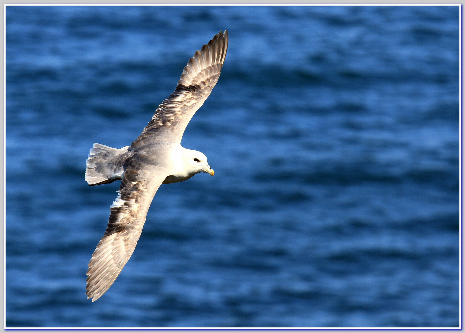 Fulmar - Eissturmvogel