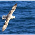 Fulmar - Eissturmvogel