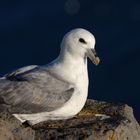 Fulmar in der Abendsonne