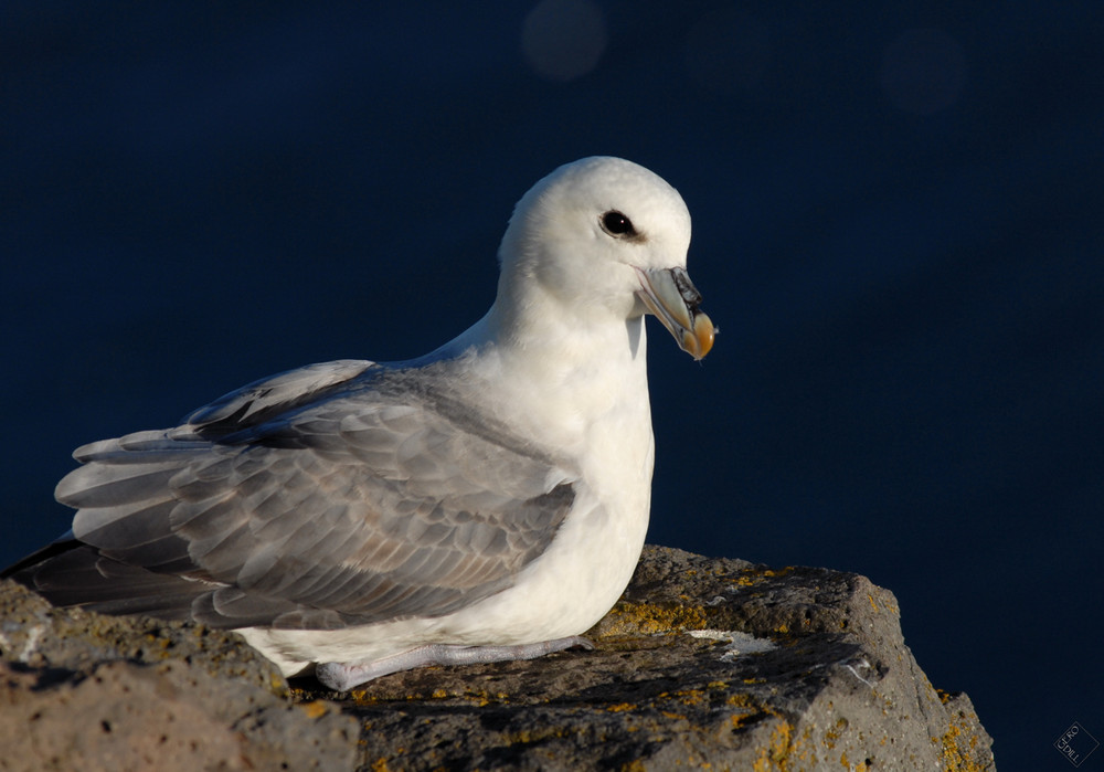 Fulmar in der Abendsonne