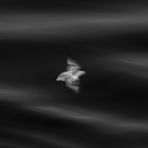 fulmar no seagull -2970sw-
