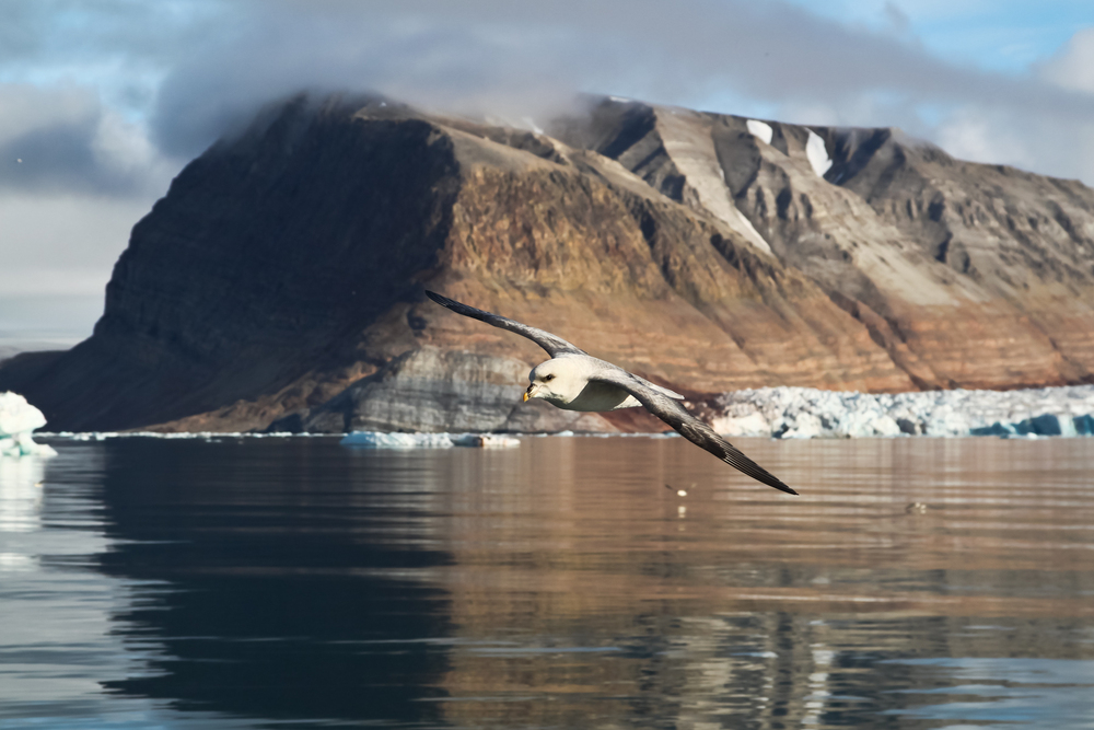Fulmar - Ny Alesund - Svalbard