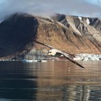 Fulmar - Ny Alesund - Svalbard