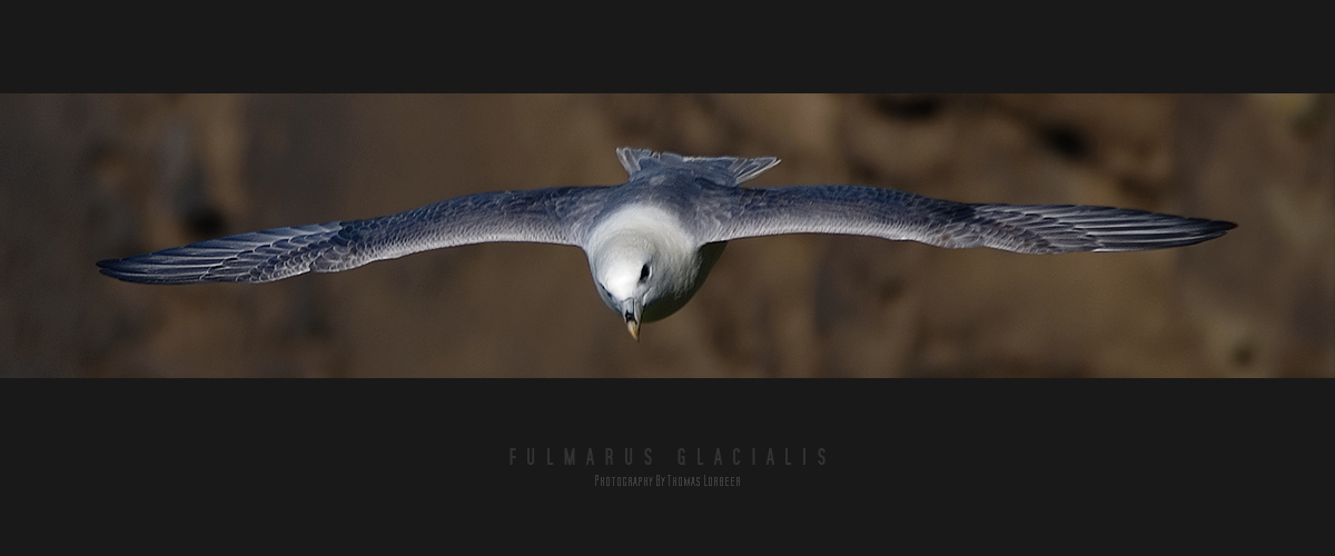 Fulmarus glacialis [3]