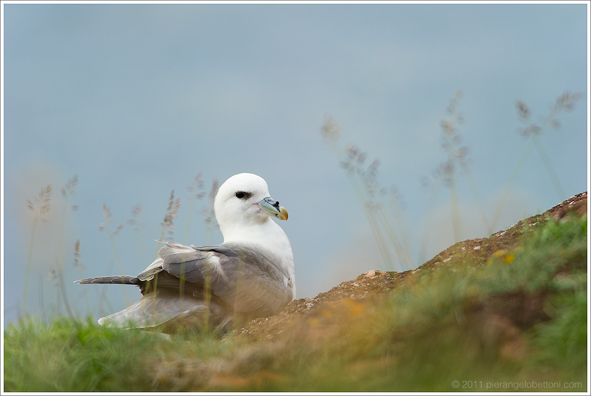 Fulmarus glacialis