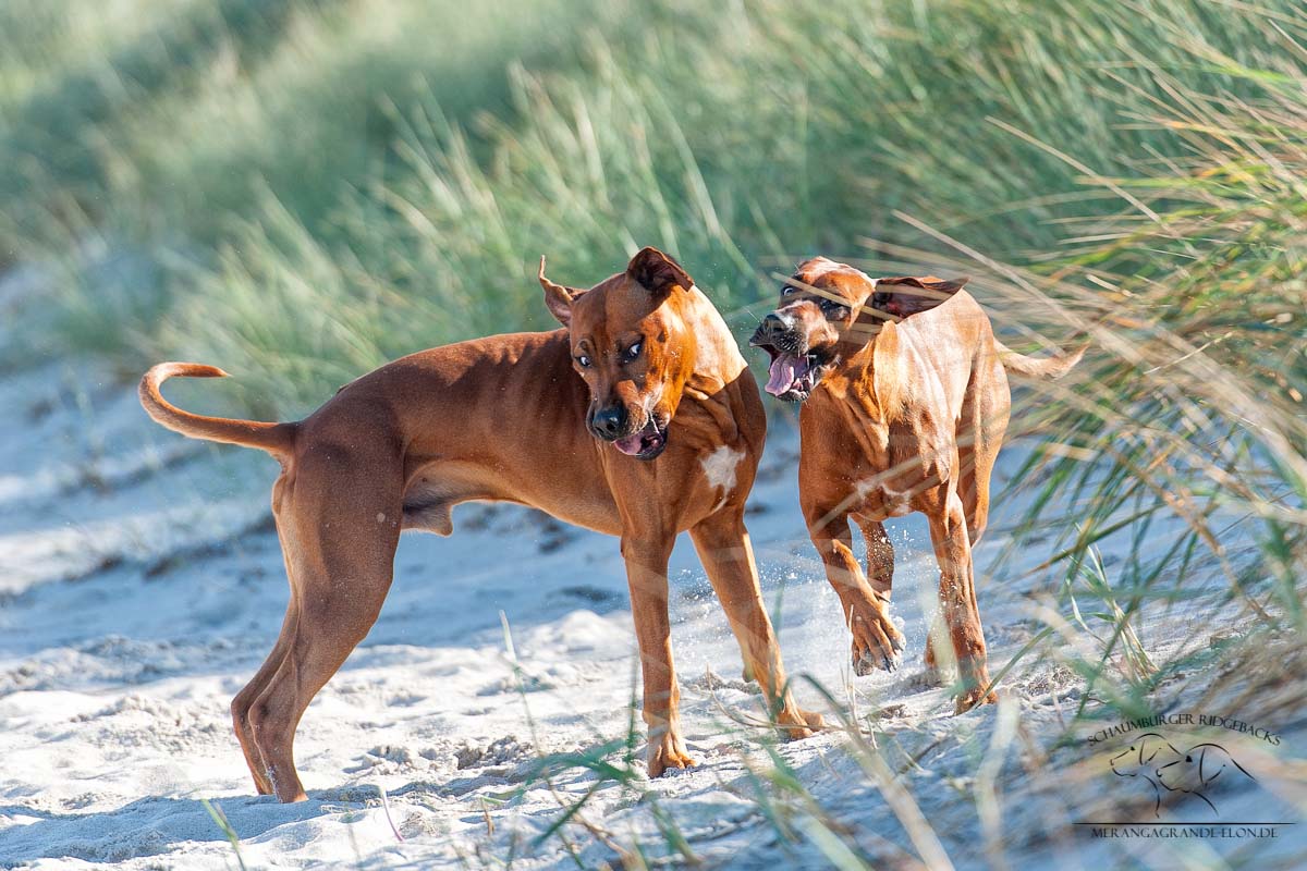 Fun am Strand