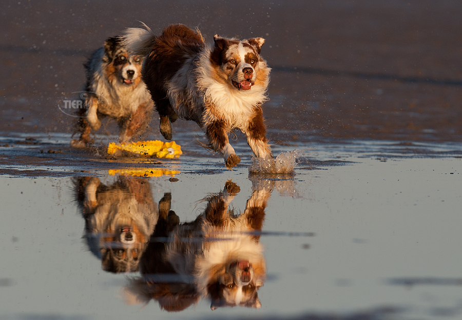 Fun at Sunset