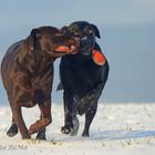 Fun in snow