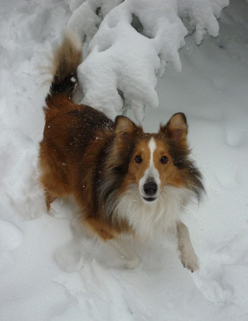 fun in the snow