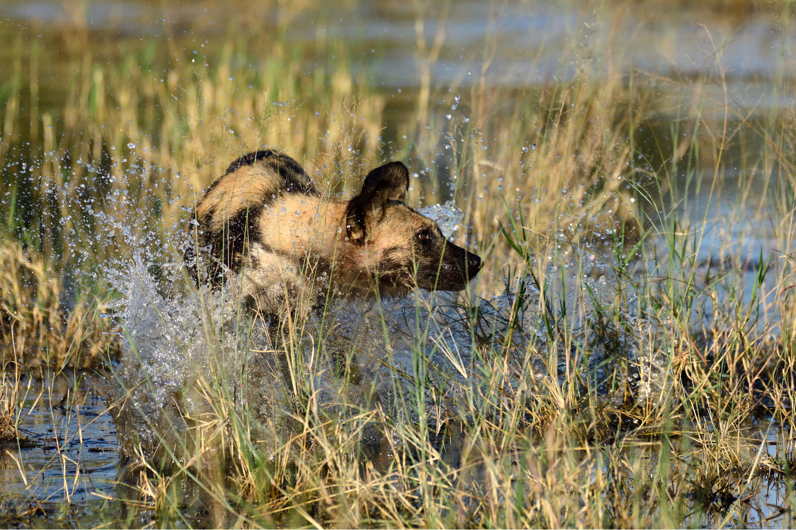 Fun in the water IV