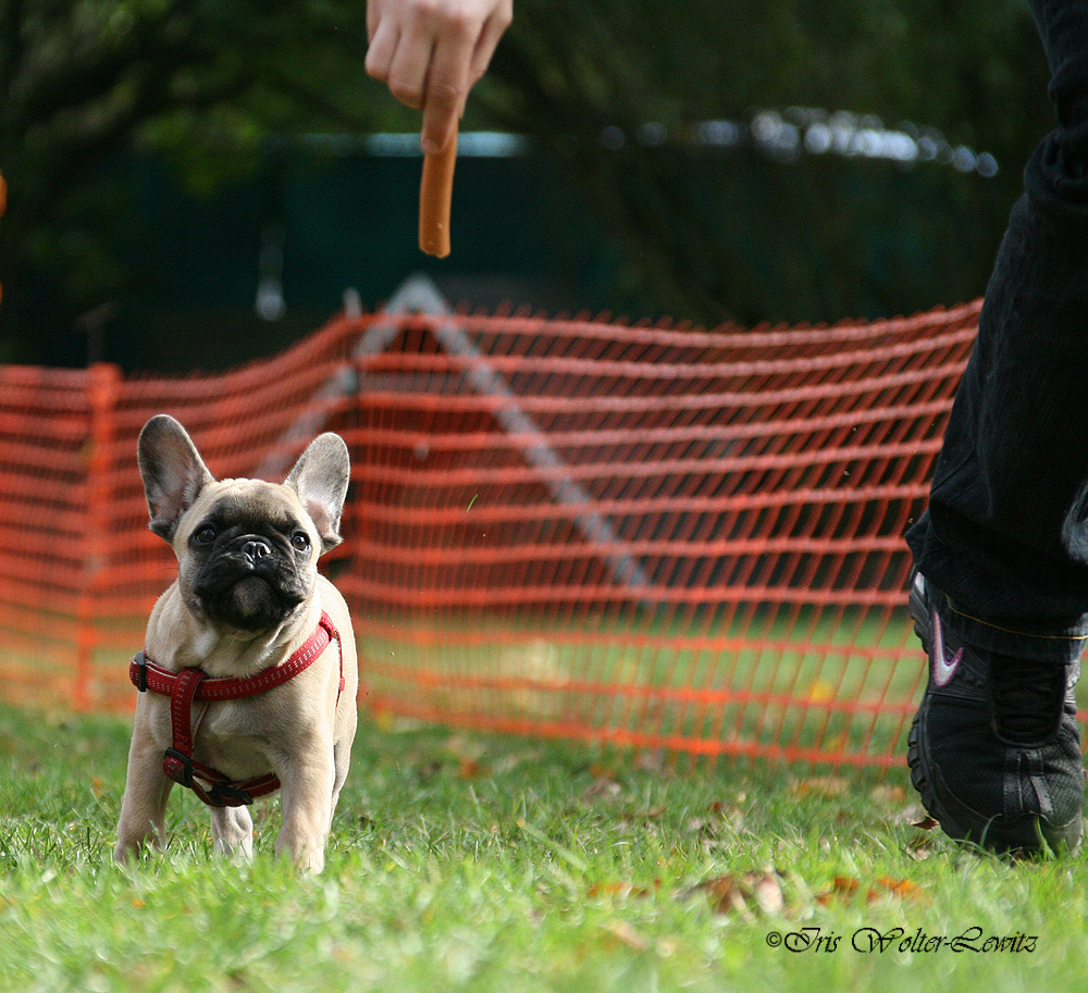 Fun Tag - Hunderennen