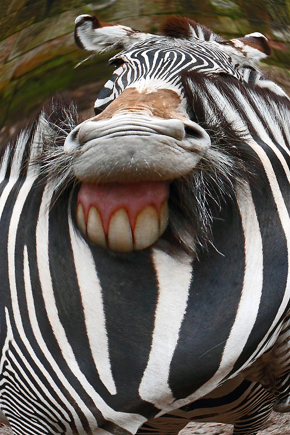 Fun - Zebra