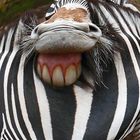 Fun - Zebra