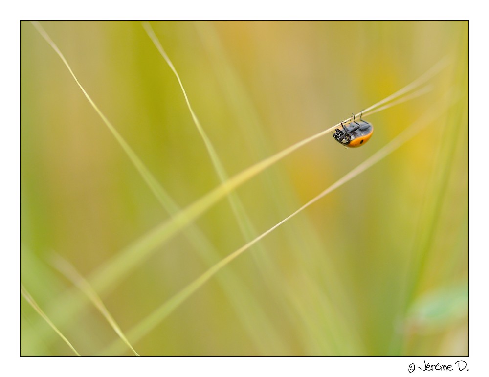 funambule