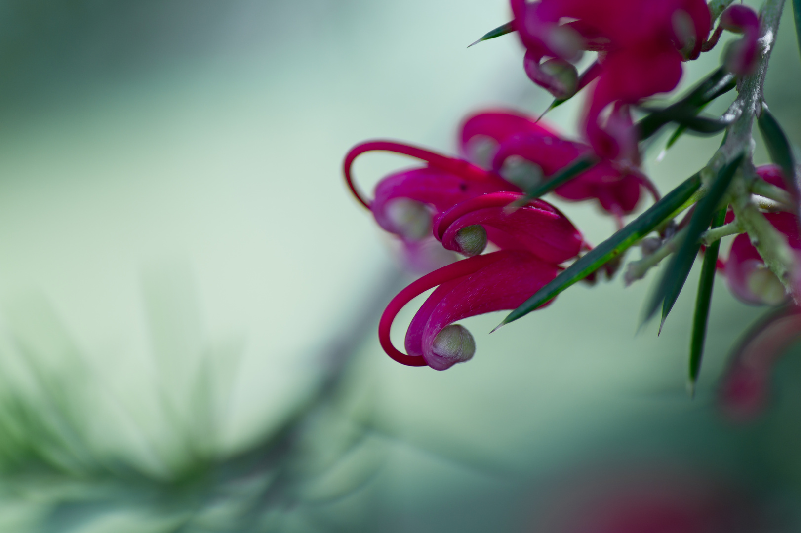 Funchal flower