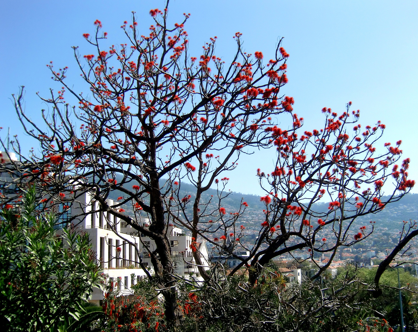 Funchal, Madeira (II)