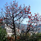 Funchal, Madeira (II)