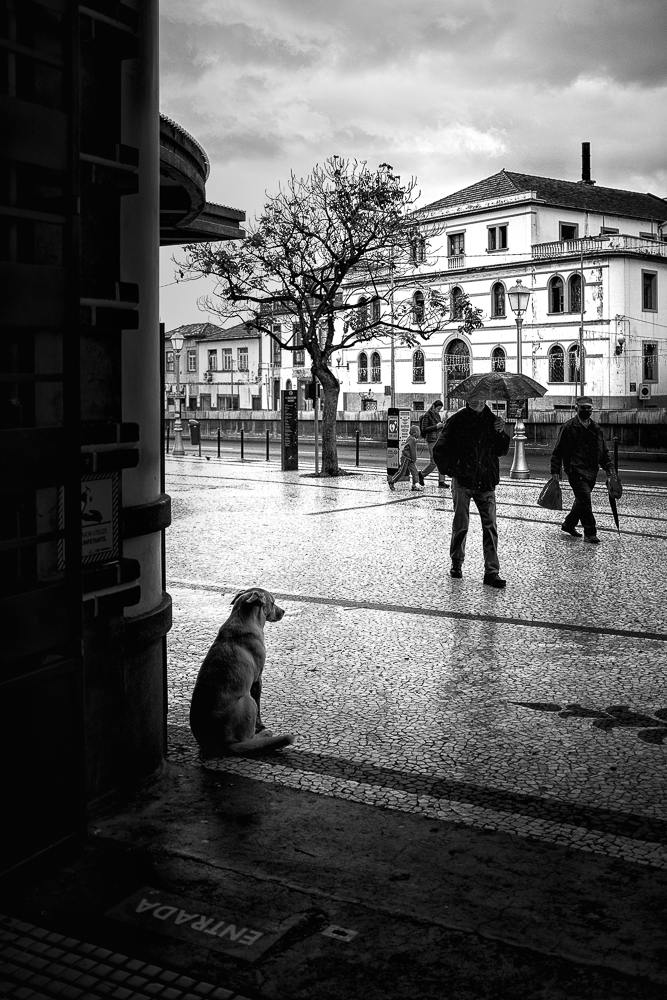 funchal street 87