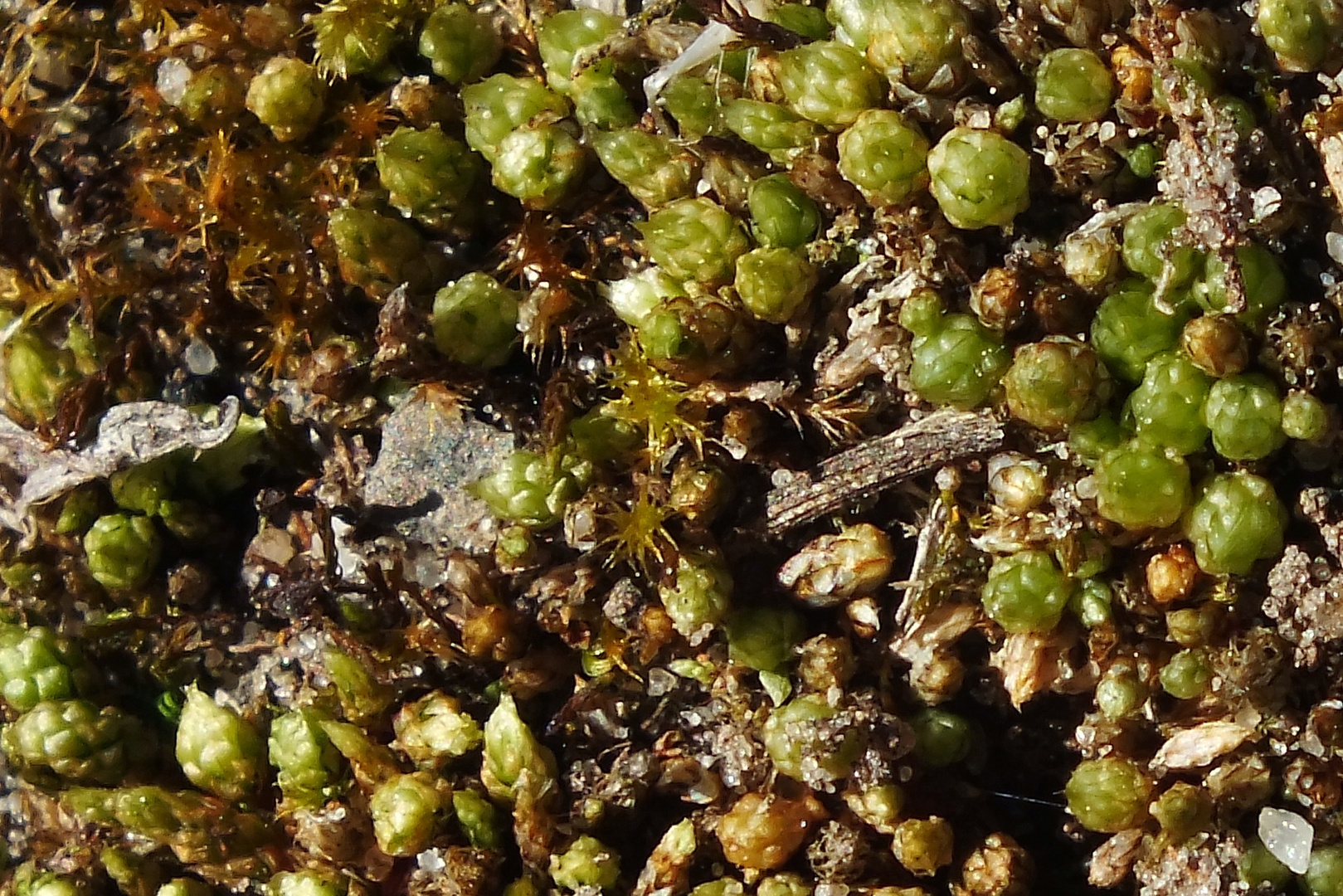 Funcks Birnmoos (Bryum funkii)