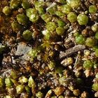 Funcks Birnmoos (Bryum funkii)