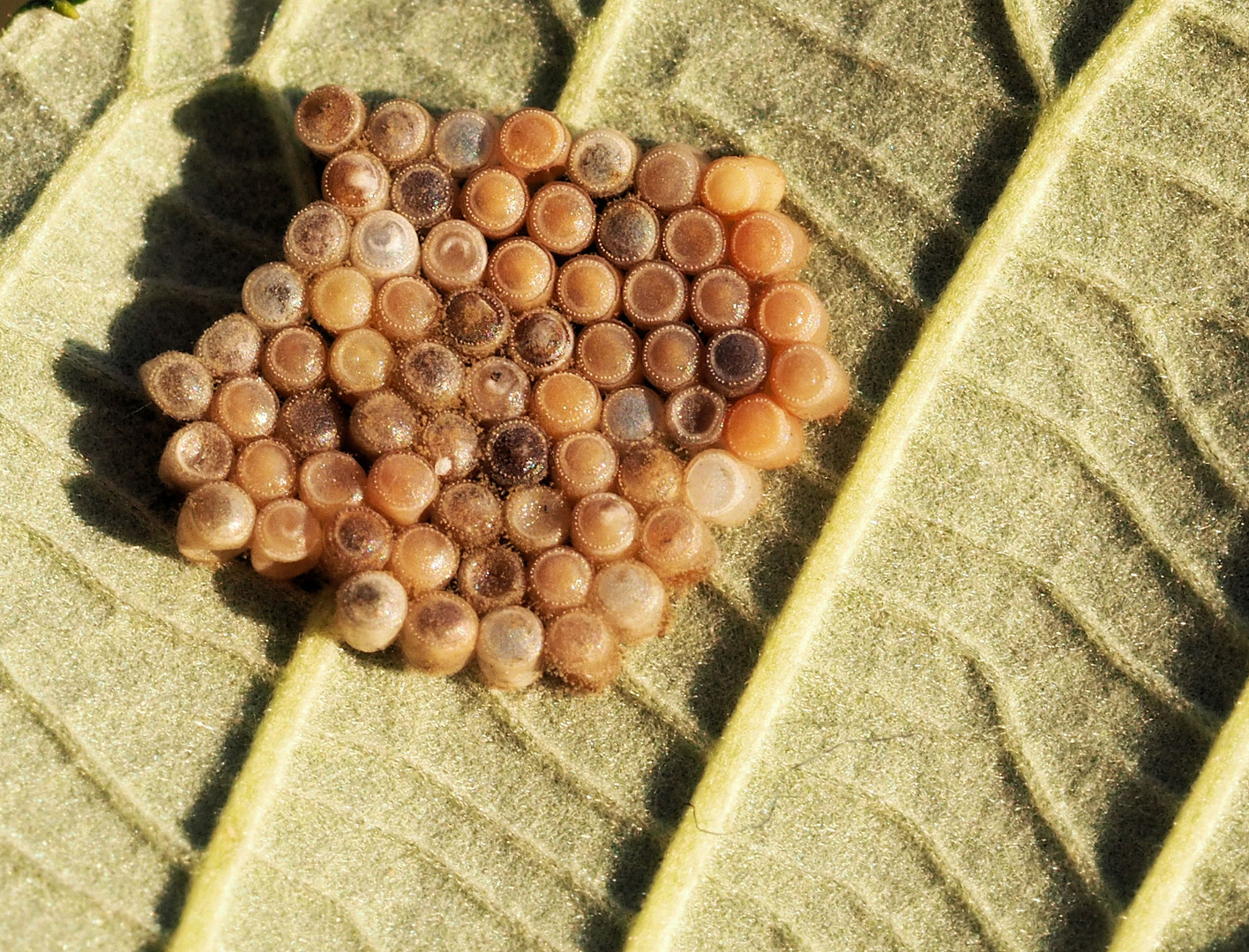 Fund auf einem Brombeer Blatt 