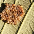 Fund auf einem Brombeer Blatt 