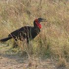 Fund aus der Foto-Kiste - Masai Mara 2013 - 1