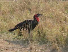 Fund aus der Foto-Kiste - Masai Mara 2013 - 1