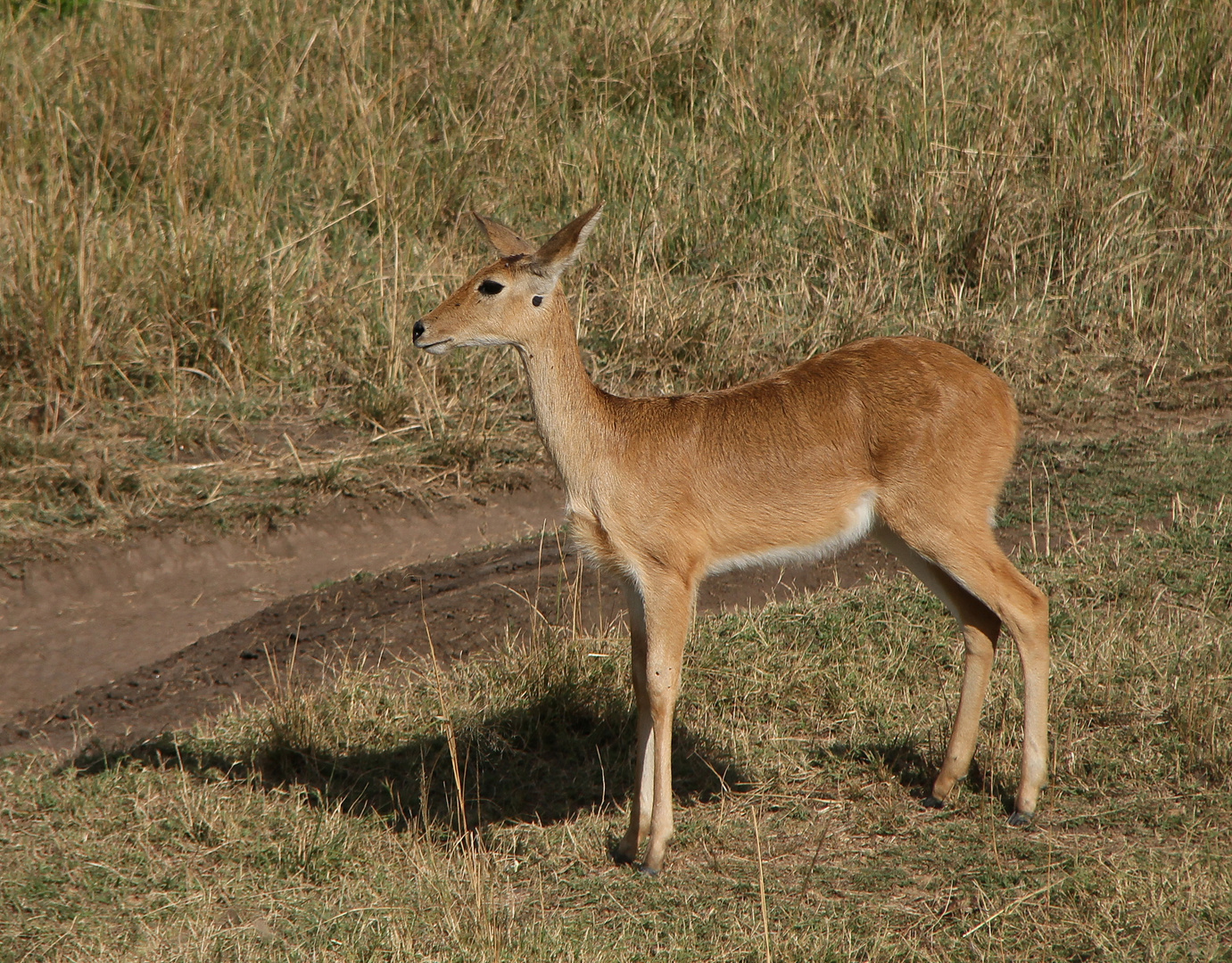 Fund aus der Foto-Kiste - Masai Mara 2013 - 2
