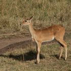 Fund aus der Foto-Kiste - Masai Mara 2013 - 2