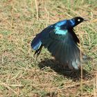 Fund aus der Foto-Kiste - Masai Mara 2013 - 3