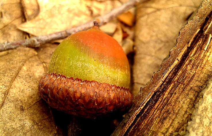 fund im wald 1