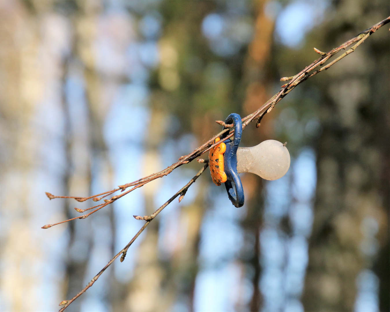 Fund im Wald