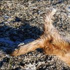 Fund - und Lach-Sache am Strand