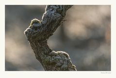 Fundament für guten Wein