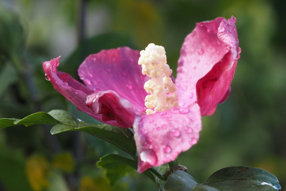 fundsache Foto & Bild projekte, mittwochsblümchen, thementage Bilder