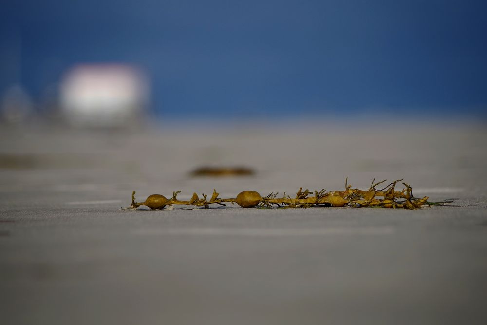 Fundsache am Strand