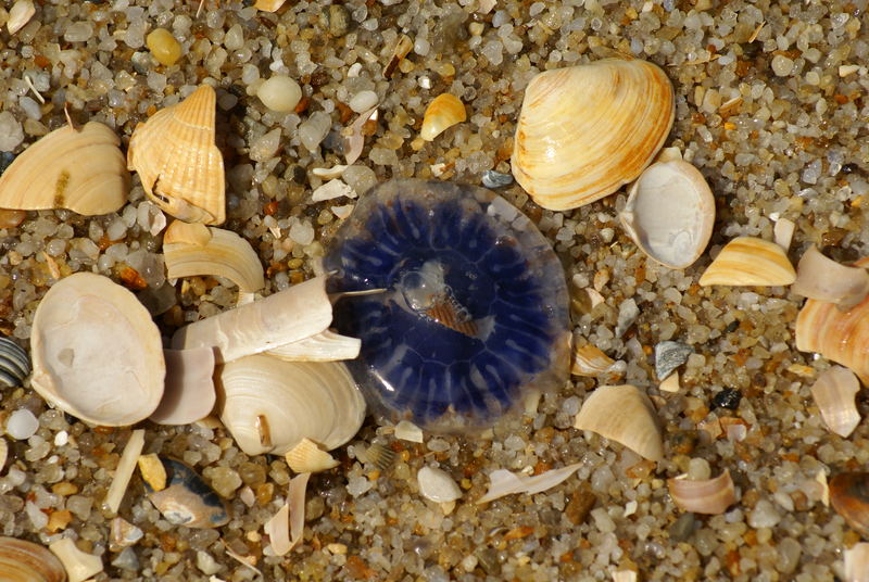 Fundsache am Strand