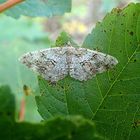 Fundsache am Wegesrand beim Spaziergang Rauten-Rindenspanner (Peribatodes rhomboidaria)