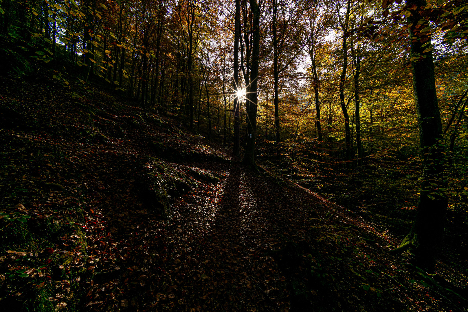 Fundsache Herbstwald 