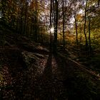 Fundsache Herbstwald 